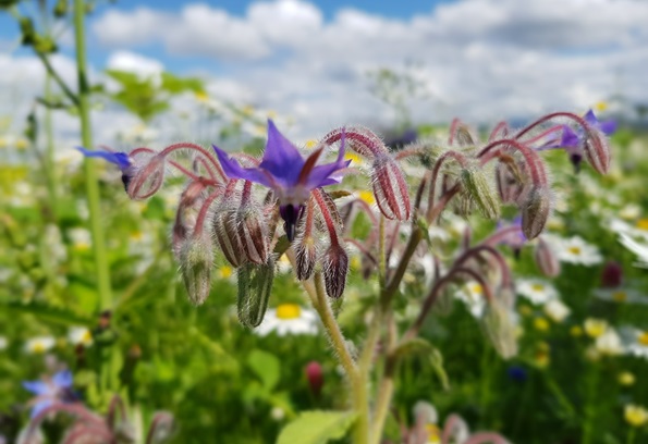 Blumenwiese ALANthemaWOHNEN Reutlingen