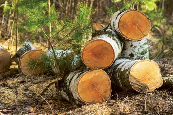 Holz als nachwachsender Rohstoff für Naturbettwaren