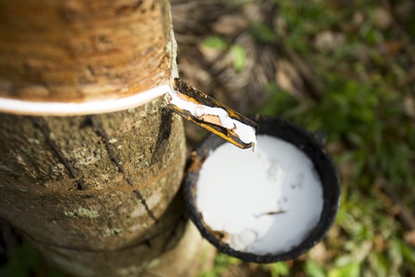 Kautschukmilch als Rohstoff für Naturbettwaren