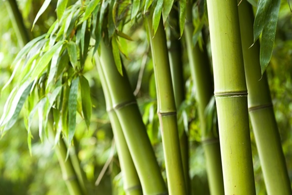 Bambus als Rohstoff für Naturbettwaren