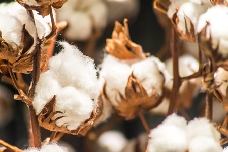 Baumwolle als Rohstoff für Naturbettwaren