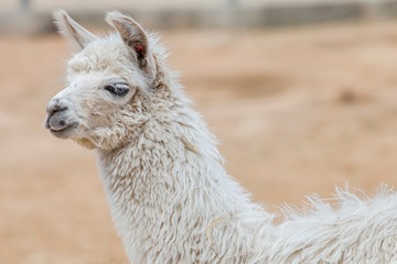 Alpakawolle als Rohstoff für Naturbettwaren